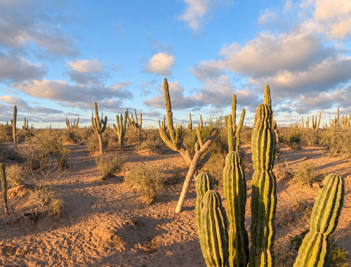 Cactus nei dintorni di La Paz in Baja California Sur